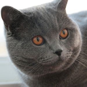 Meet your Posher, Florin